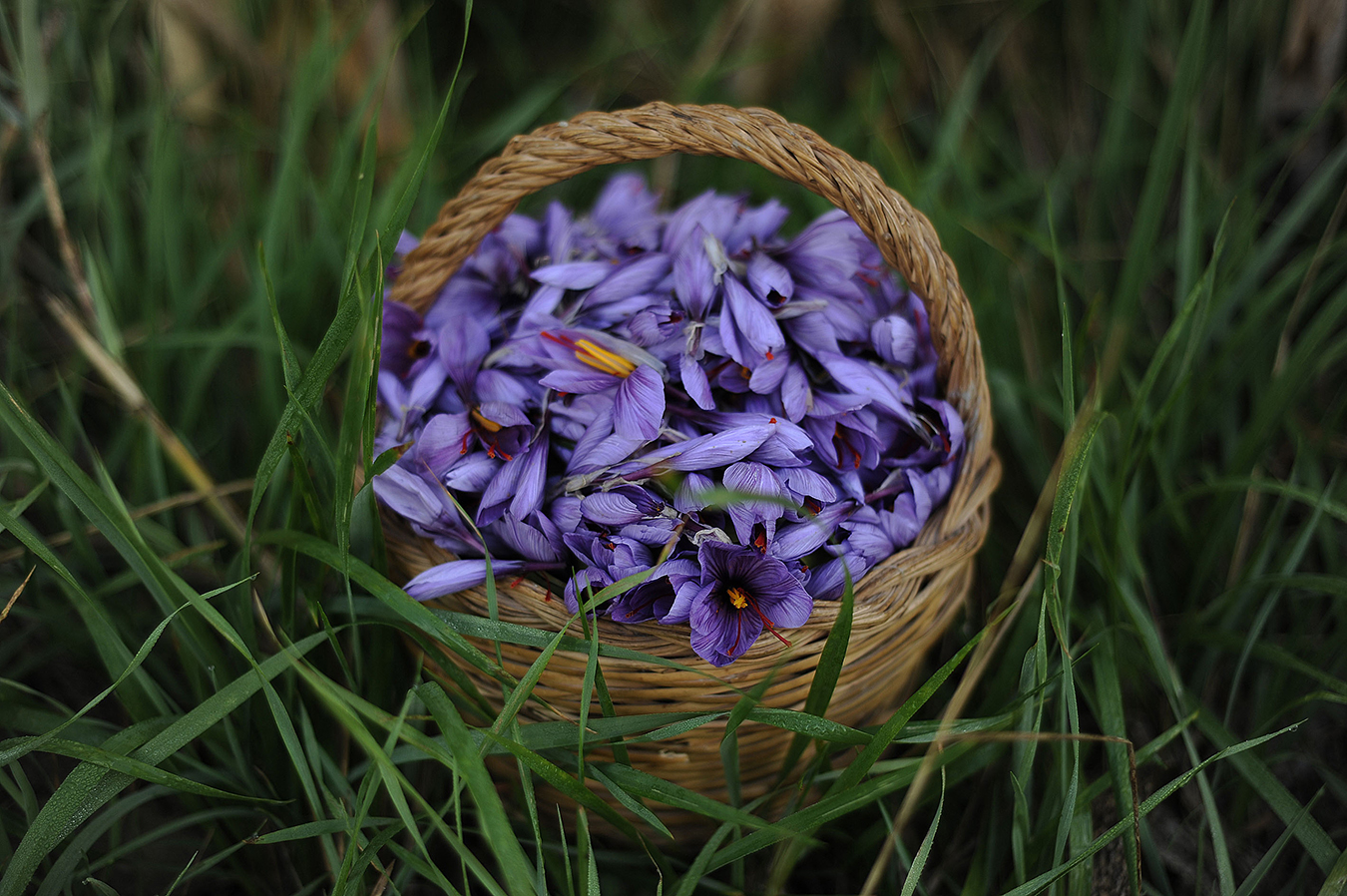 藏紅花伴手禮包裝設(shè)計(jì)(圖2) 藏紅花伴手禮包裝設(shè)計(jì)(圖2)