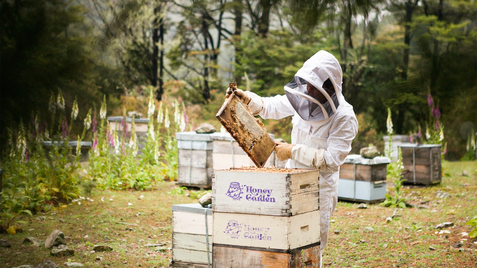 蜂蜜包裝設(shè)計(jì)欣賞(圖10) 蜂蜜包裝設(shè)計(jì)欣賞(圖10)