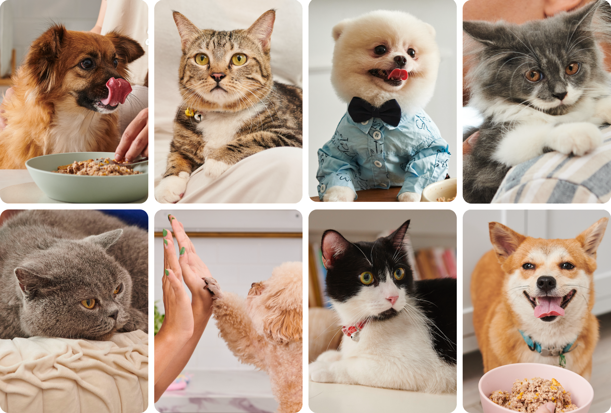 寵物包裝設(shè)計(jì)欣賞食品狗糧包裝設(shè)計(jì)欣賞貓糧包裝設(shè)計(jì)欣賞包裝設(shè)計(jì)全套(圖24) 寵物包裝設(shè)計(jì)欣賞食品狗糧包裝設(shè)計(jì)欣賞貓糧包裝設(shè)計(jì)欣賞包裝設(shè)計(jì)全套(圖24)