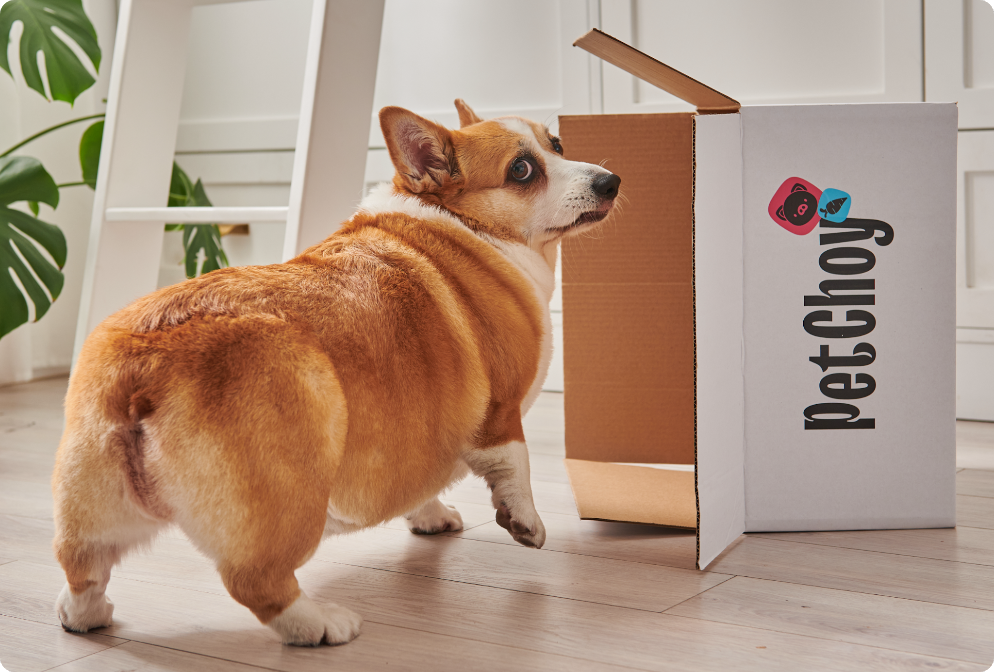 寵物包裝設(shè)計(jì)欣賞食品狗糧包裝設(shè)計(jì)欣賞貓糧包裝設(shè)計(jì)欣賞包裝設(shè)計(jì)全套(圖25) 寵物包裝設(shè)計(jì)欣賞食品狗糧包裝設(shè)計(jì)欣賞貓糧包裝設(shè)計(jì)欣賞包裝設(shè)計(jì)全套(圖25)