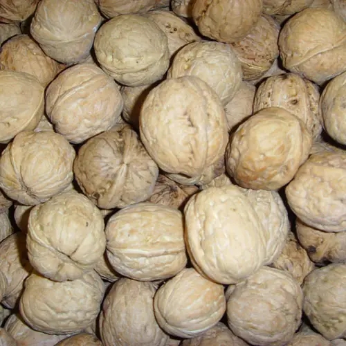 北京土特產(chǎn)門頭溝大核桃包裝策劃設(shè)計(圖1)