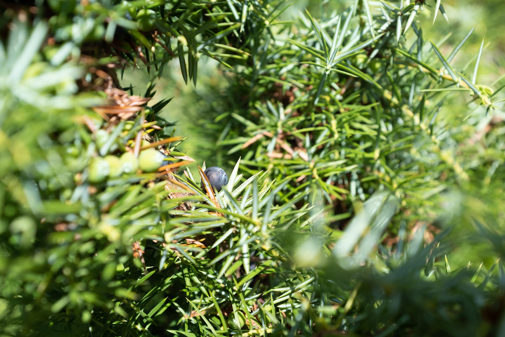 山脈樹的年輪概念的酒包裝設計(圖7) 山脈樹的年輪概念的酒包裝設計(圖7)