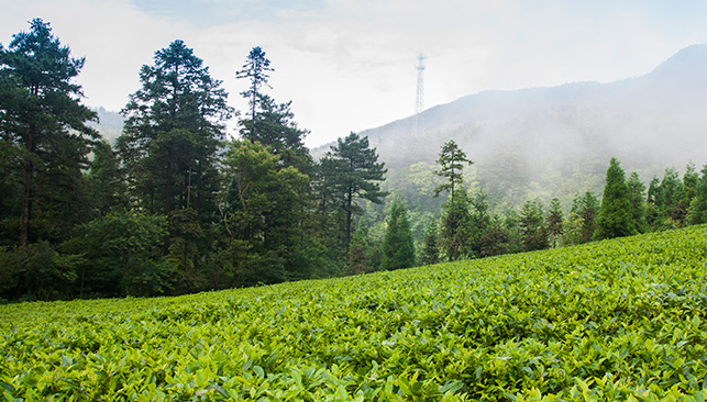 九獅寨品牌logo與食品包裝設(shè)計(jì)欣賞(圖2)