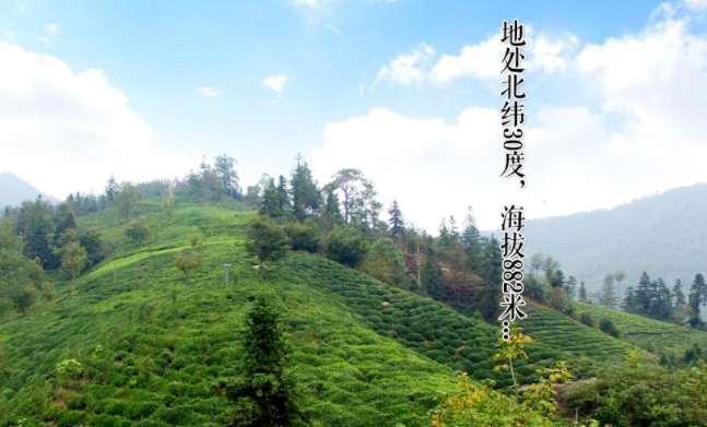 山塢垅食品包裝設(shè)計欣賞(圖4)